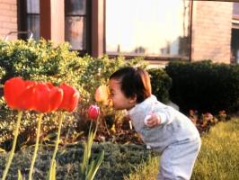 1989 05 12 Iris tulips
