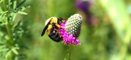 Brown-belted Bumble Bee on Purple Prairie Clover