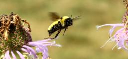 (Yellow Bumble Bee) flying frontal