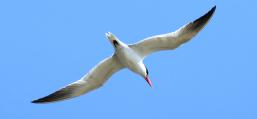 (Caspian Tern) soaring