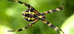 (Hawaiian Garden Spider) female ventral