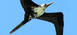 (Great Frigatebird) juvenile male soaring