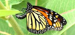 Monarch female ovipositing on Common Milkweed