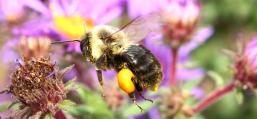 (Common Eastern Bumble Bee) flying pollen basket