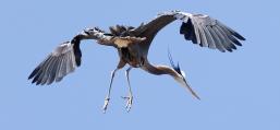 (Great Blue Heron) landing