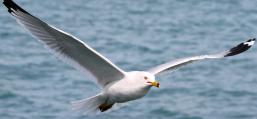 (Ring-billed Gull) flying frontal