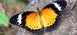 (Leopard Lacewing) male dorsal
