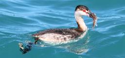 (Horned Grebe swallows Yellow Perch)