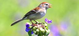(Field Sparrow) singing