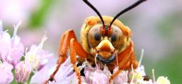 (Eastern Cicada Killer) female mandibles