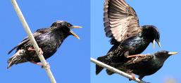 (European Starling) mating