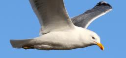 (Herring Gull) flying