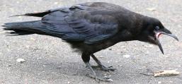 (Common Raven) calling