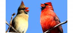 (Northern Cardinal) pair singing
