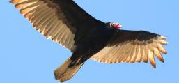 (Turkey Vulture) soaring
