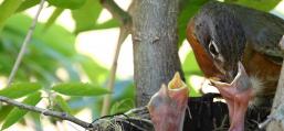 (American Robin) feeding chick