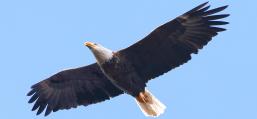 (Bald Eagle) soaring