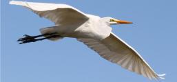 (Great Egret) flying