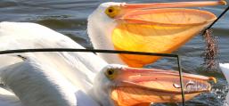 (American White Pelican) feeding