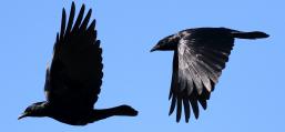 (Fish Crow) flying