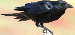 (Fish Crow) perching