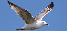 (Herring Gull) juvenile gliding