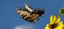 (Tiger Swallowtail) female flying