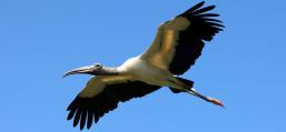 (Wood Stork) gliding