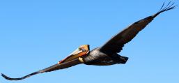(Brown Pelican) gliding