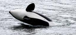 (Orca) breaching side