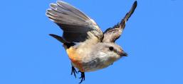 (Vermilion Flycatcher) female plummeting