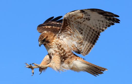 (Red-tailed Hawk) liftoff