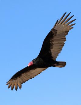 (Turkey Vulture) gliding