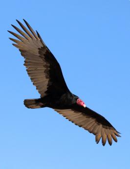 (Turkey Vulture) reverse
