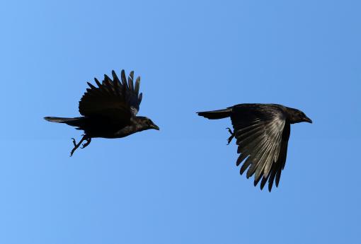 (American Crow) flying