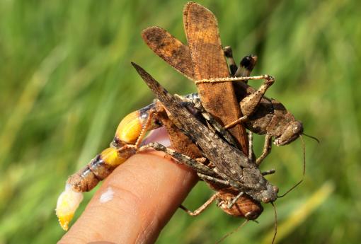 (Carolina Grasshopper) threesome