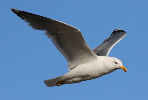 (Herring Gull) flying