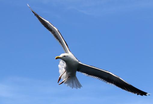 (Great Black-backed Gull) landing