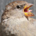 inaturalist project
