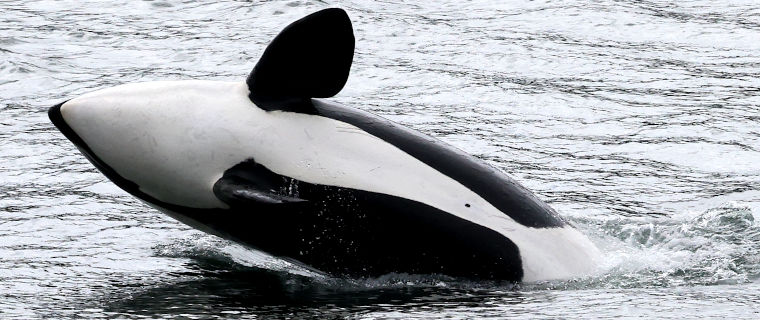 Alaska inat project 2025