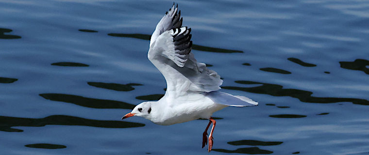 Eastern Europe inat project 2025