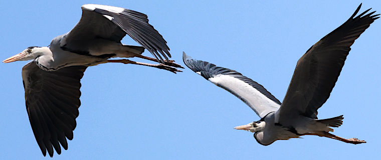 Japan inat project 2026