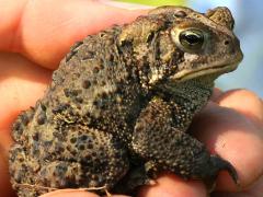 (American Toad) lateral