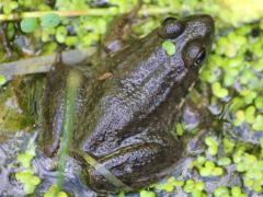 (Greenfrog) dorsal