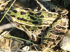 (Northern Leopard Frog) dorsal