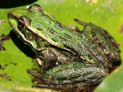 (Lowland Leopard Frog) dorsal
