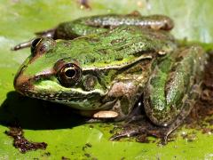 (Lowland Leopard Frog) face