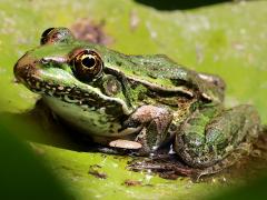 (Lowland Leopard Frog) lateral