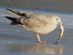 (Freshwater Drum) (American Herring Gull catches)