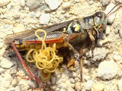 (Red-legged Grasshopper) and Gordioidea Horsehair Worm